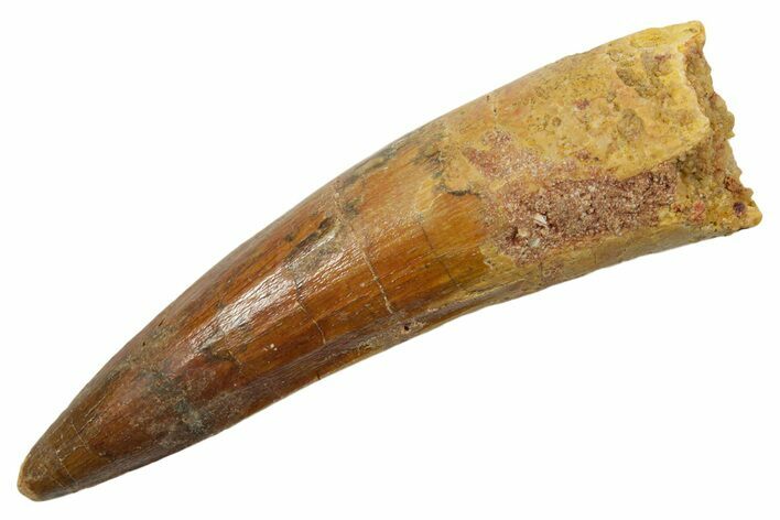 Fossil Spinosaurus Tooth - Real Dinosaur Tooth #349803